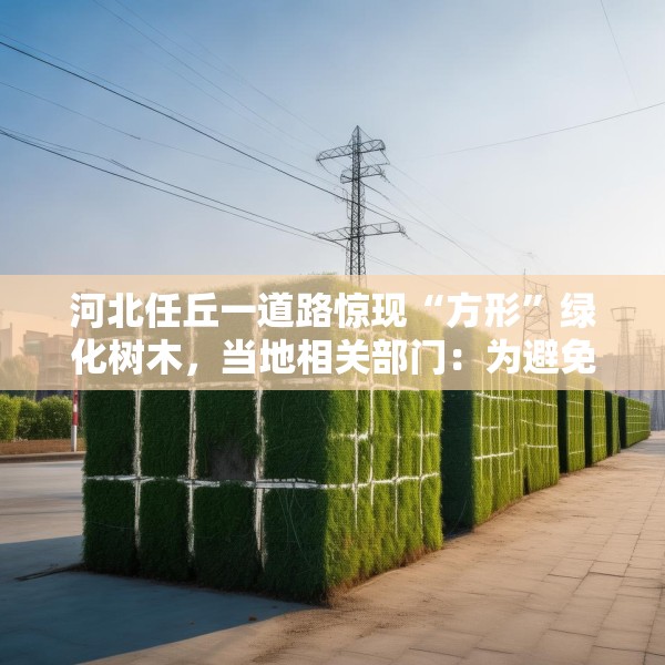 河北任丘一道路惊现“方形”绿化树木，当地相关部门：为避免接触高压电线