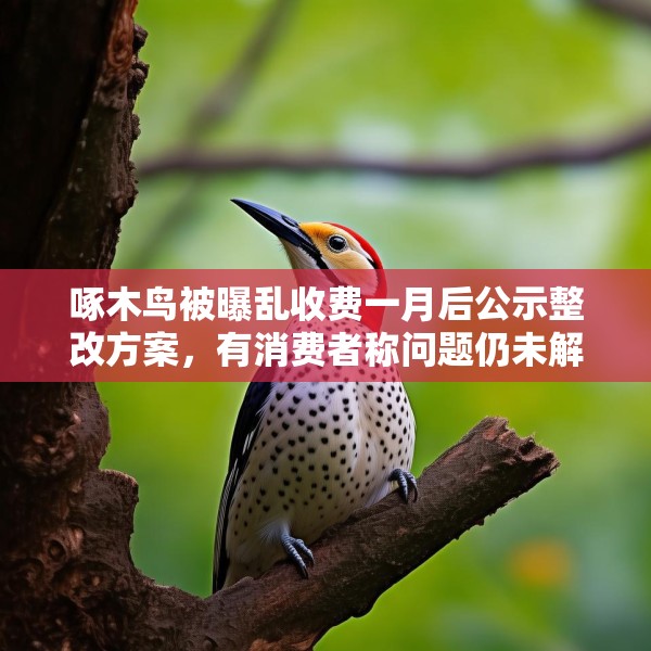 啄木鸟被曝乱收费一月后公示整改方案，有消费者称问题仍未解决